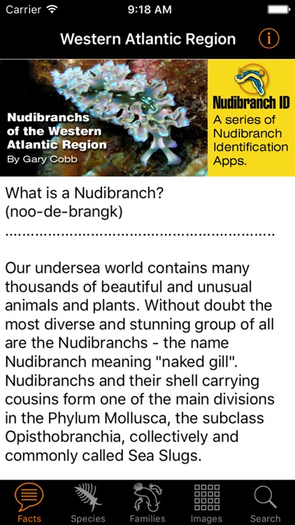Nudibranch ID Western Atlantic