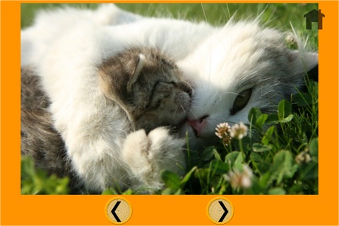 beautiful amazing cats for kids - no ads screenshot 2