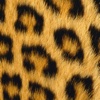 Animal Print Wallpapers