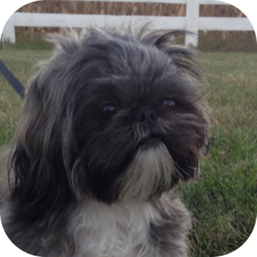 Shih Tzu Fans! icon