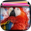 Parrot Gallery HD – Retina Wallpaper , Animal Themes and Backgrounds