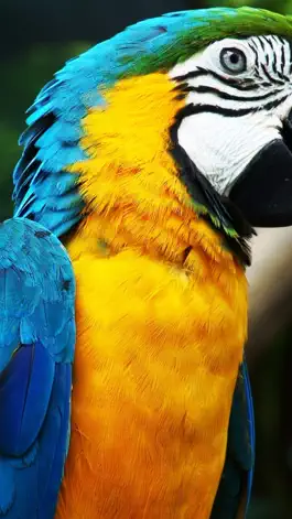 Game screenshot Animals & Birds HD Wallpaper - Great Collection hack
