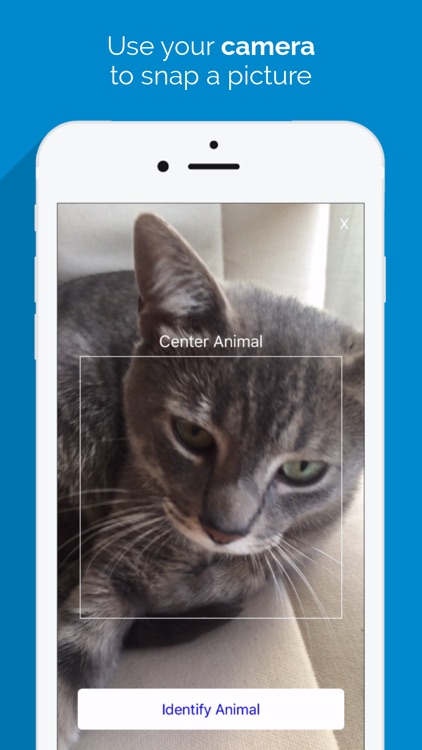 Animal Identifier - Animal Identification From a Picture