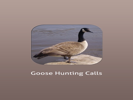 【图】Goose Hunting Calls!(截图3)