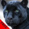 Panther Photos & Video Galleries of wildest cat FREE