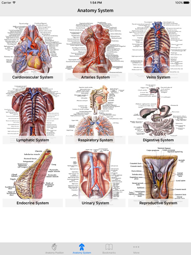 Anatomical Position Diagram