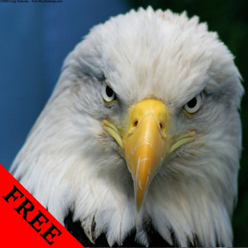 Eagle Photos & Video Galleries FREE icon