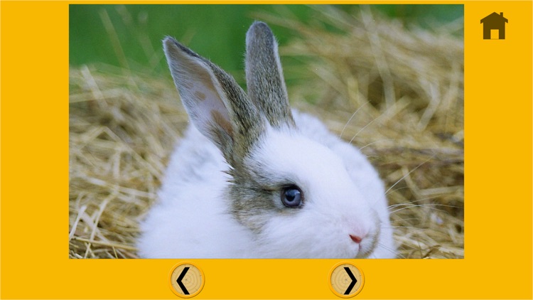 splendid rabbits for kids - free screenshot-4