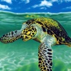 Sea Turtle Wallpapers HD: Quotes Backgrounds with Art Pictures