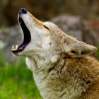 Coyote Sounds!