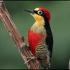Woodpeckers Wiki