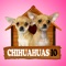 Chihuahuas IO