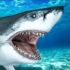 Ocean Hungry Shark attack ~ Sharks Killing Behavior Free