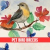 Pet Bird & Breeds - Foreign Birds