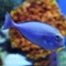 Fish Hunter is a shooting game fish quite interesting, fantastic fishing game today