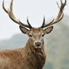 Ultimate Deer Simulator 2016 Hunting Games