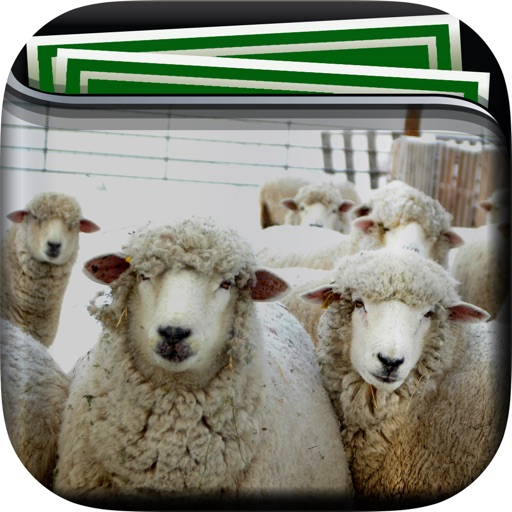 Sheep Gallery HD – Retina Wallpapers , Animal Theme and Backgrounds