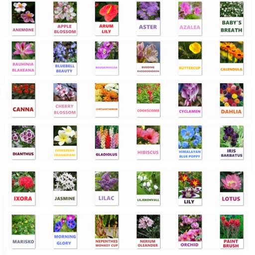 Flower World One iOS App