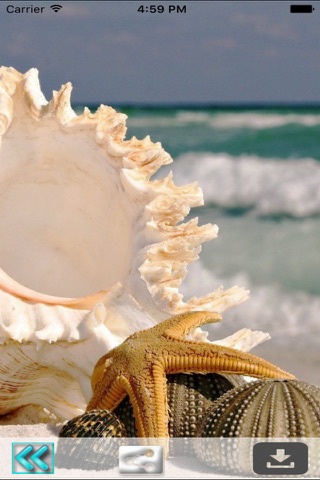 Seashells Live Wallpaper screenshot 4