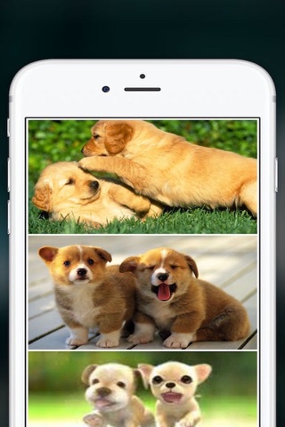Cute Puppies Wallpapers  - dog pictures for free! screenshot 3