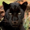 Wild Black Panther Wallpapers & Animal Pictures