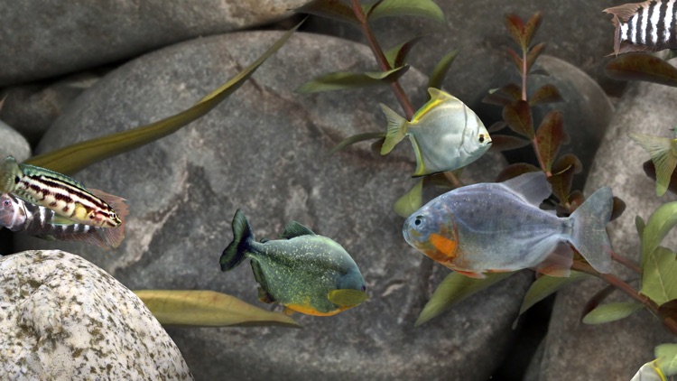 MyLake 3D Aquarium screenshot-3