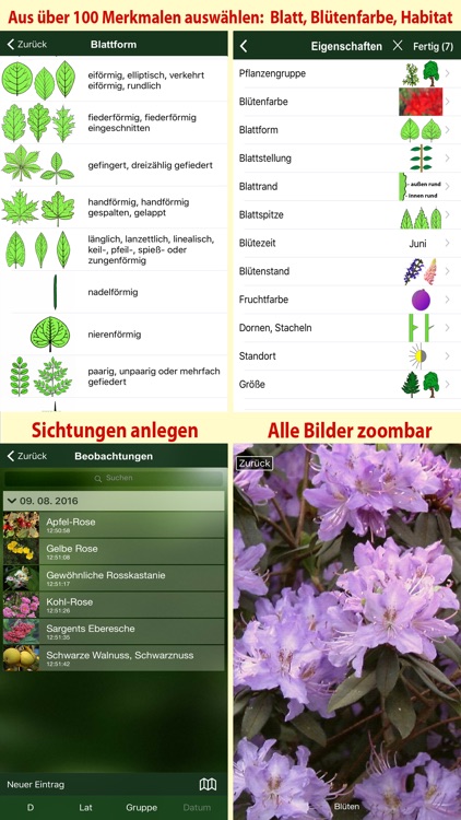Alle Bäume Schweiz - 1000 Baumarten und Sträucher bestimmen + alle Parkbäume und Ziersträucher identifizieren screenshot-4