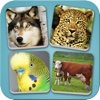 Close Up Animal Quiz & Guessing For Zoom Out Pets