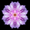 flower Wallpaper & Background for Iphone and Ipad