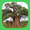 eTrees of Southern Africa - mydigitalearth.com