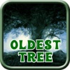 Oldest Tree - Hidden Object Game