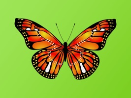 Love, peace, joy, happiness