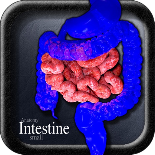 Anatomy Intestine small v2