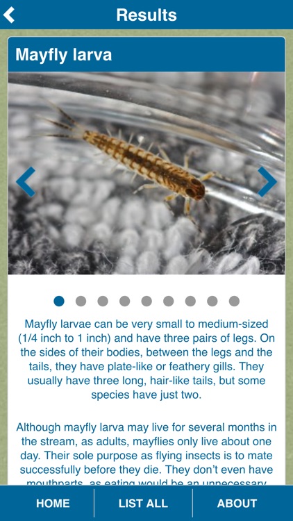 Aqua Bugs