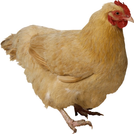 Chicken Calls - High Quality Chick Sounds From The Farm iOS App