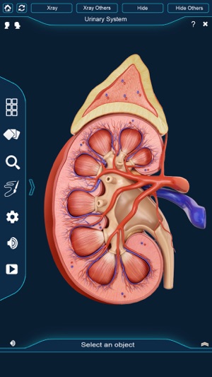 Urinary System(圖3)-速報App