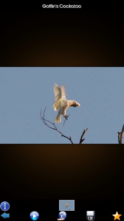 Parrot Species Guide screenshot-4