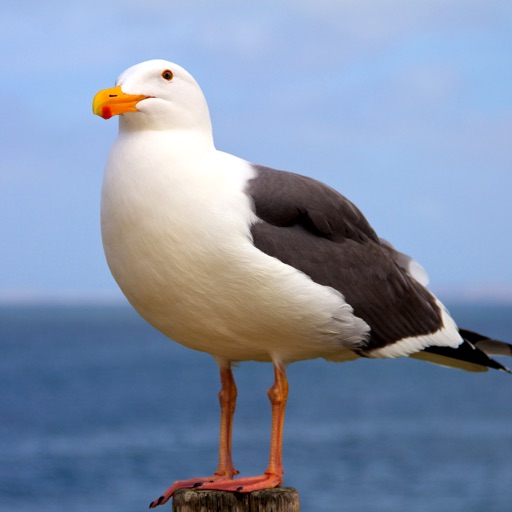 Seagull Sounds Icon