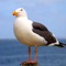 Hear the sound of a wild beach with these seagull sounds