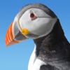 Fearne Island Puffin