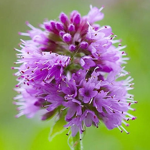 Forage - free food from the wild