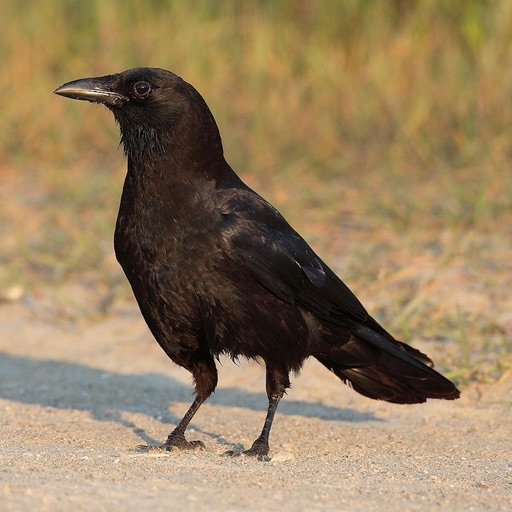 American Crow Sound Effects - High Quality Bird Calls of a Black Bird icon