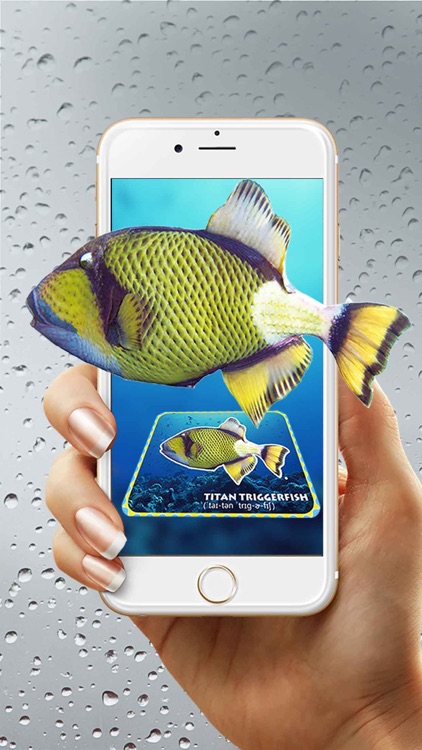 Enchanted Gallery-Fish 4D