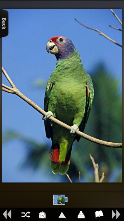 Parrot Catalog