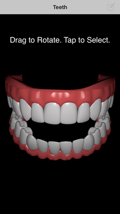 Tooth Notes