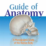 Anatomy Guide Pocket Book