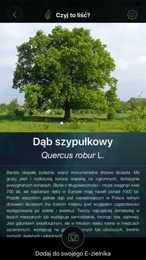 Czyj to liść?(圖5)-速報App