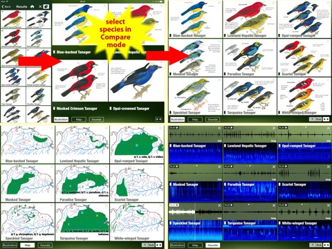 All Birds Northern Brazil - a field guide to all the bird species recorded in this region of South America screenshot 4