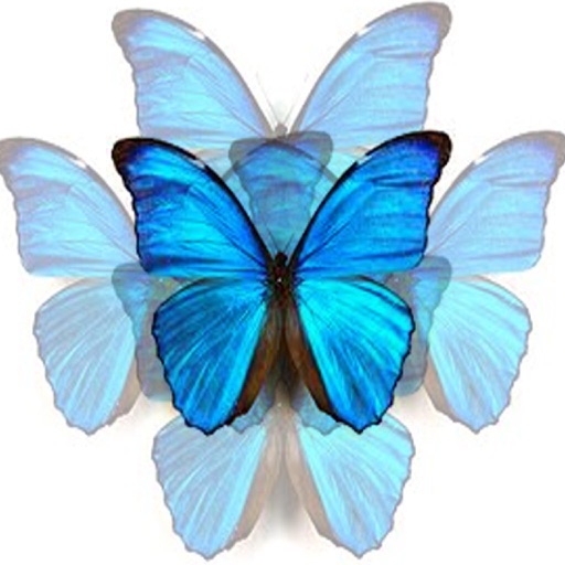 Chain Reaction Butterfly Icon