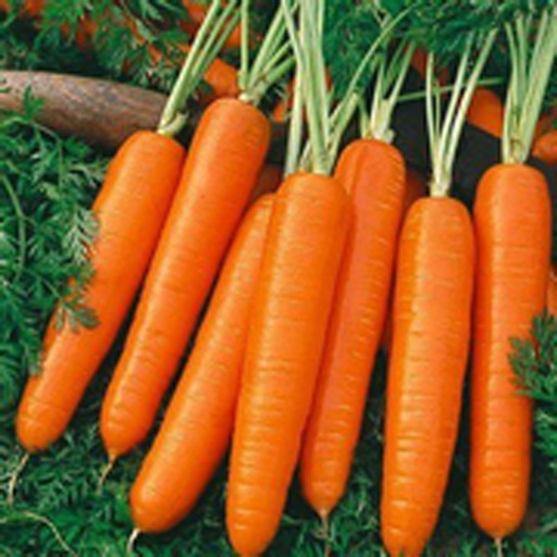 How To Grow Carrots icon